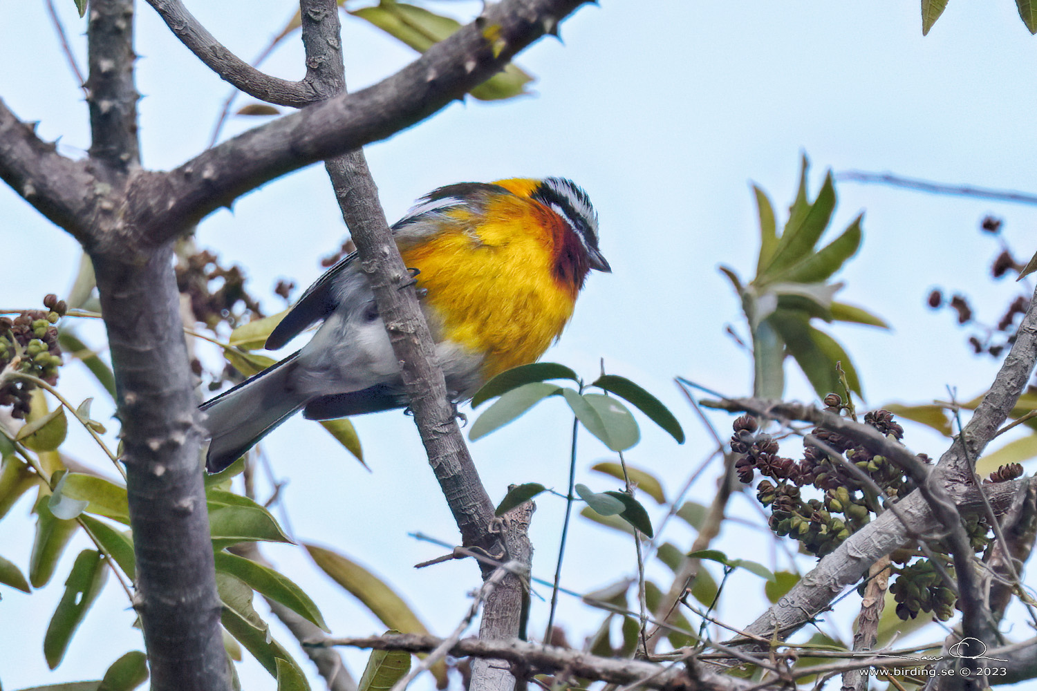 HISPANIOLAN SPINDALIS (Spindalis dominicensis) - Stng / Close